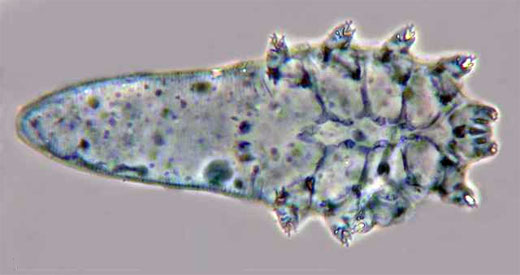 Demodex brevis