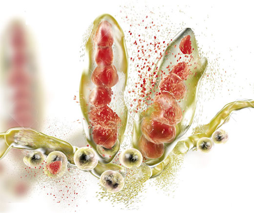 Hongos Trichophyton mentagrophytes